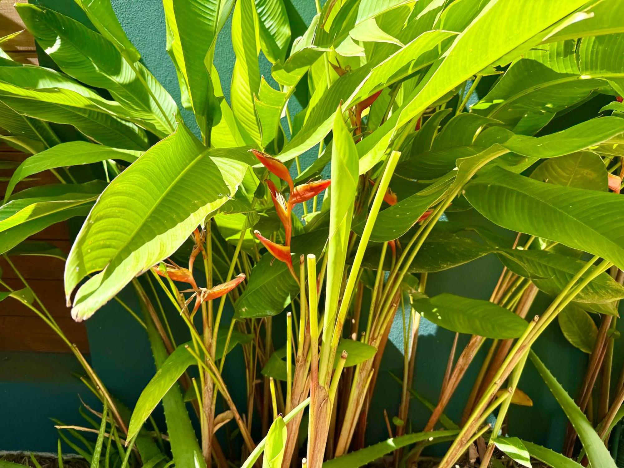 Aloes - Villa Salba. Panoramic View. Étang-Salé les Bains Kültér fotó